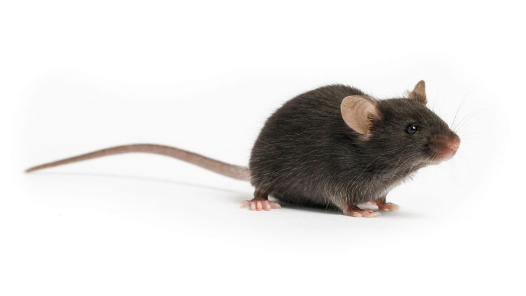 ابادة الفئران